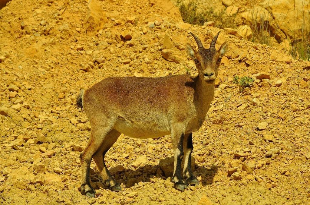 Olocau del Rey Alojamientos Rurales Angelita المظهر الخارجي الصورة